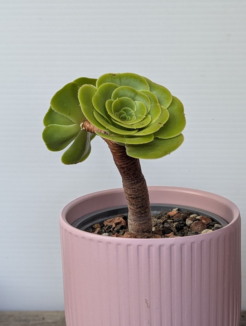 Pflanzen & Samen: Aeonium arboreum – Gebraucht aus Comano von che_8lc2