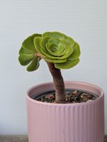 Aeonium arboreum