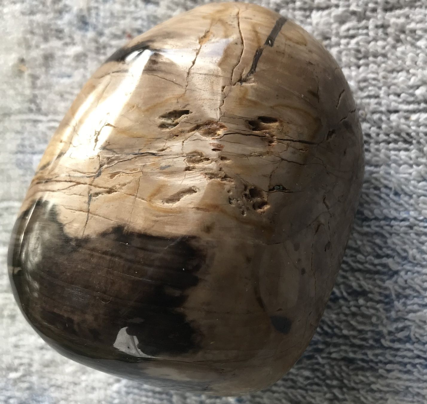 Fossili: VERSTEINERTES HOLZ – Usato da Ostermundigen venduto da Kari1937 3
