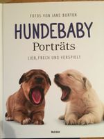 Hundebaby Porträts