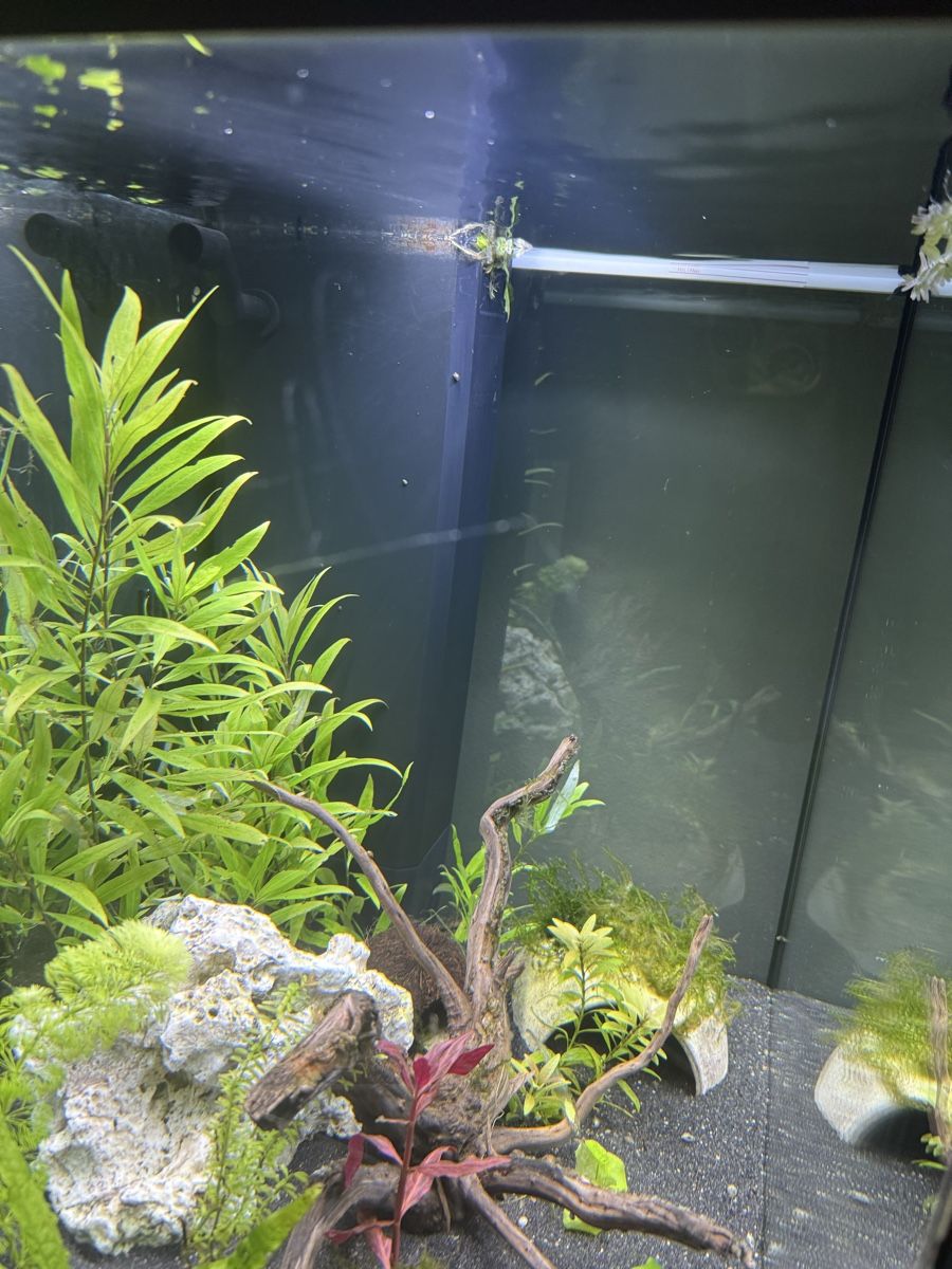 Acquari: Juwel Aquarium 120 Liter – Usato da Ottenbach venduto da tickorus 2