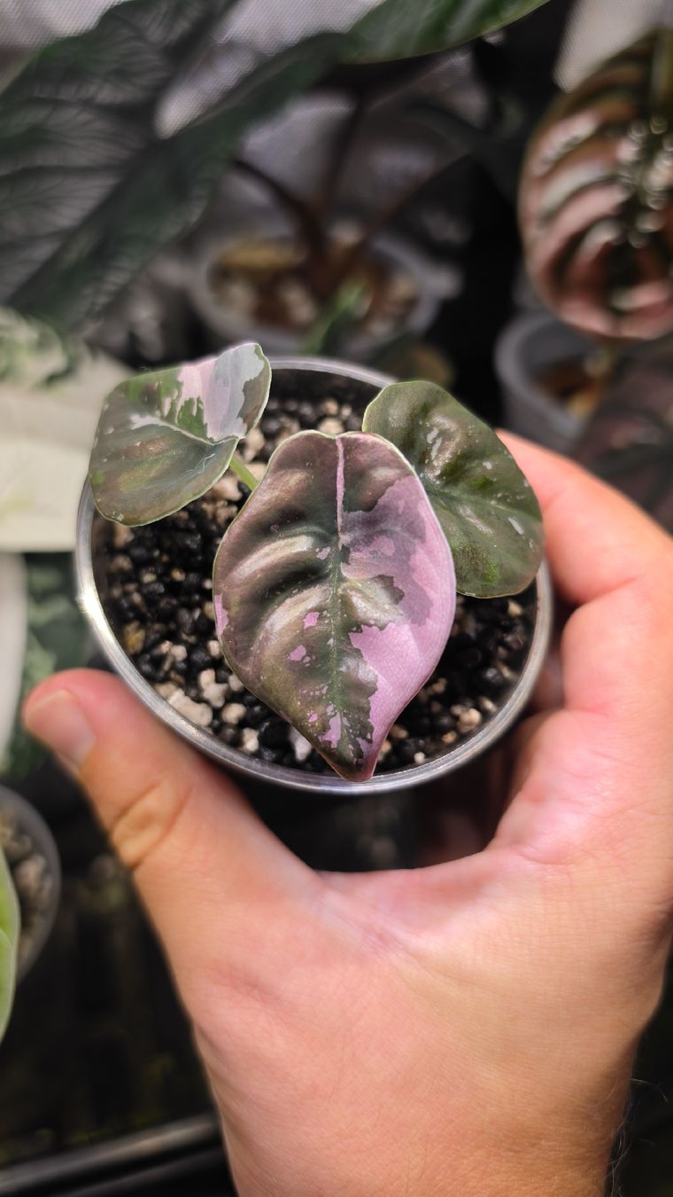 Piante & sementi: Alocasia Cuprea Nom Yen pink – Nuovo (secondo la descrizione) da Märstetten venduto da PatGomes