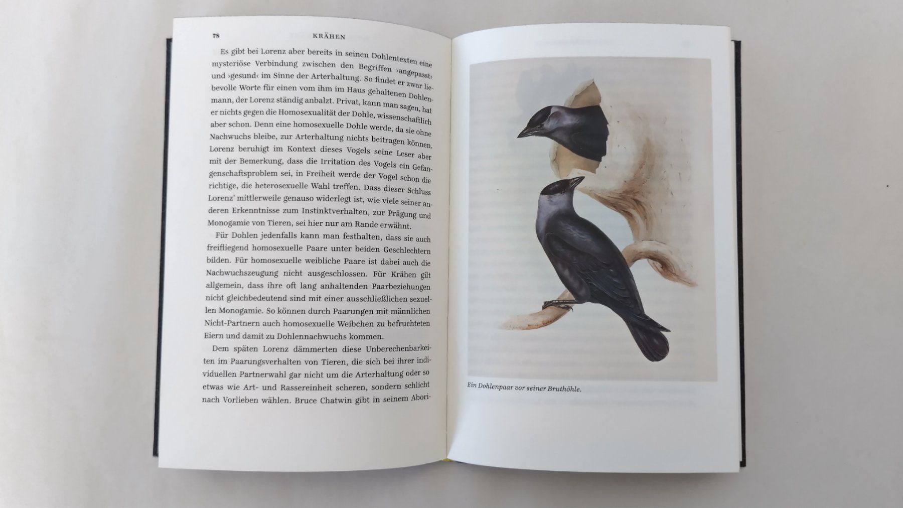 Libri: Krâhen - Ein Portrait / Vogel Buch 2013 mit 156 Seiten – Usato da Bellach venduto da JingleJerry 5