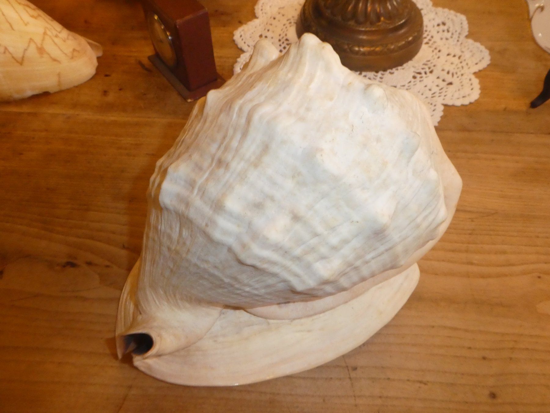 Fossili: Grosse, schöne Triton Muschel – Usato da Chur venduto da Diversico2010 1