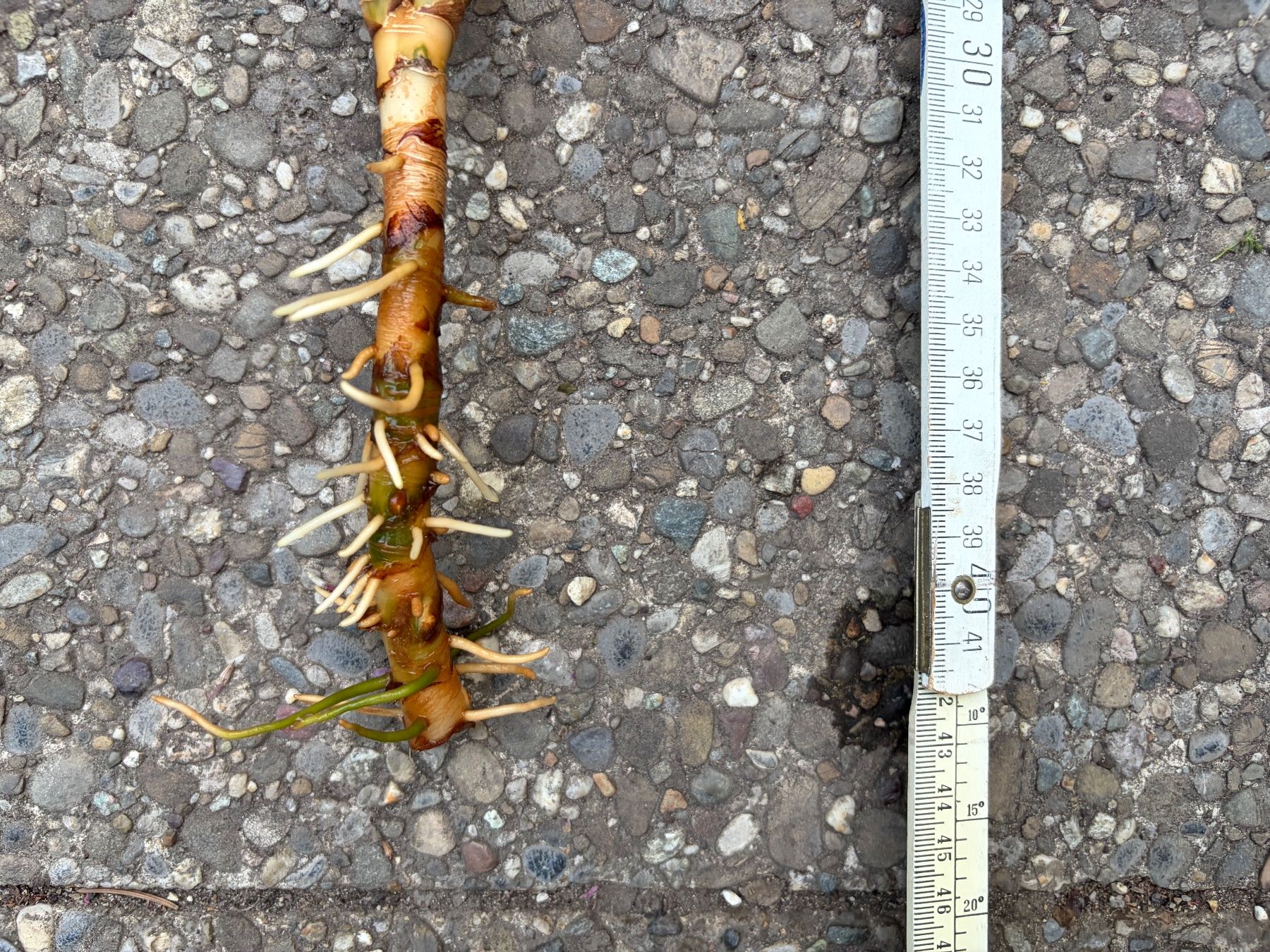 Plantes & graines: Aglaonema, grosser, bewurzelter Steckling – Neuf (Voir description) à Winterthur par Aniger 4