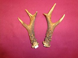 Reh, Geweihe, Trophäe, Horn, Dekoration, Jagd Abwurfstangen