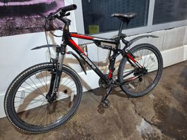 Leopard rock cat Velo