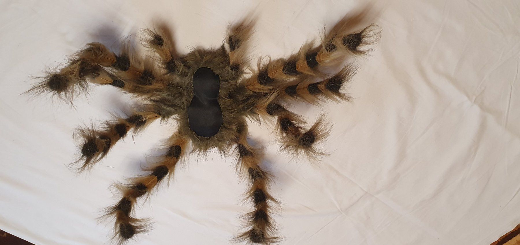 Tutte le decorazioni: Spinne behaart – Usato da Läufelfingen venduto da jac_vp95