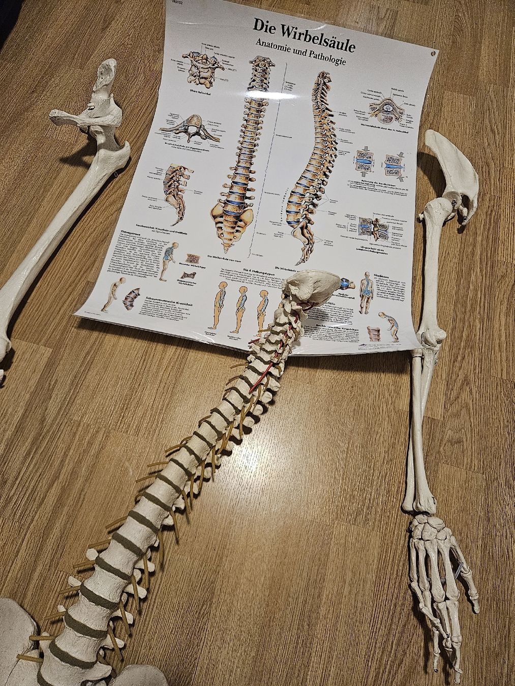 Kit di modellismo & Modellini statici: anatomische skelett teile – Usato da Thörishaus venduto da rose1991
