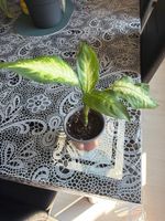 Dieffenbachia Variegata – Gesund & Etabliert (Premium Mix)