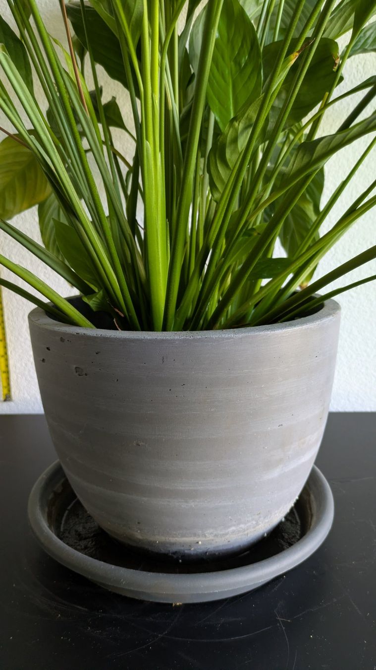 Piante & sementi: Grosses Einblatt Spathiphyllum mit grauem Topf – Usato da Bremgarten b. Bern venduto da oll_8gnq 2