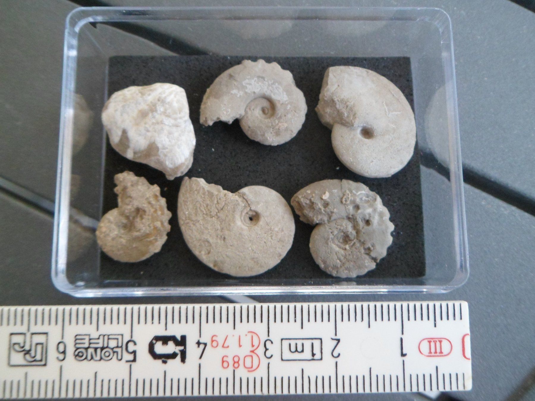 Fossilien: Fossil Schweiz – Gebraucht aus Affoltern am Albis von Fossil60 1
