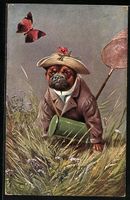 vermenschlichte Tiere, Bulldogge in Anzu