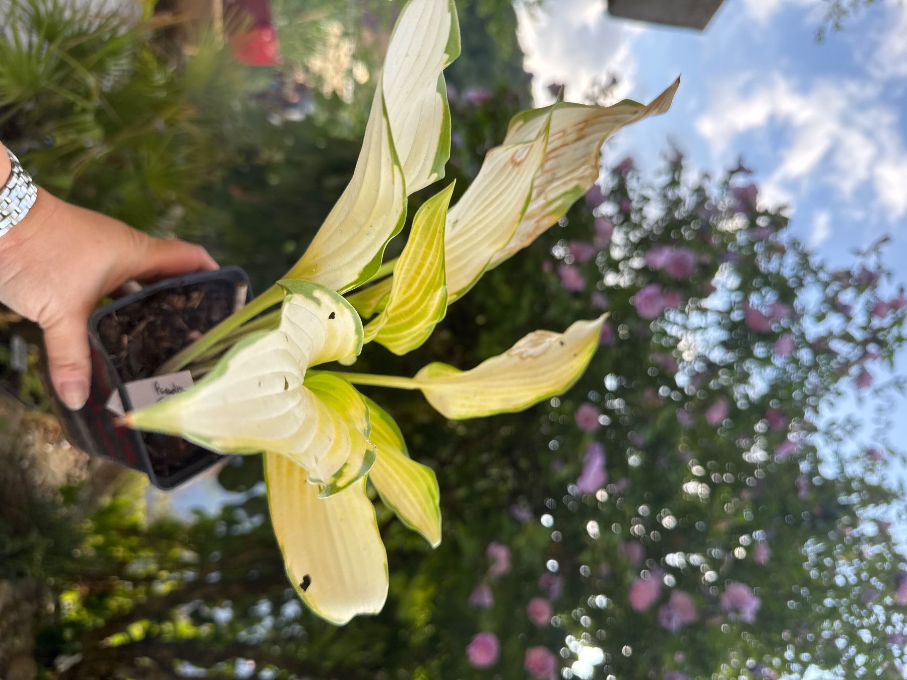 Piante & sementi: Hosta Paradise Tritone 2 – Usato da Lajoux JU venduto da Briard0 1