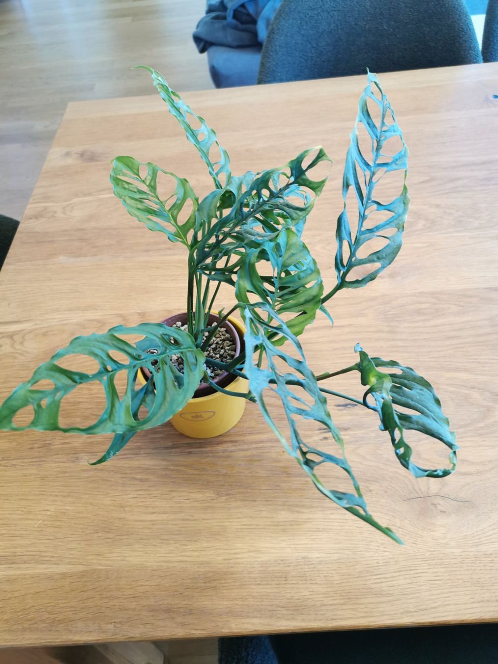 Piante & sementi: Monstera Obliqua Peru – Usato da Malters venduto da frlm