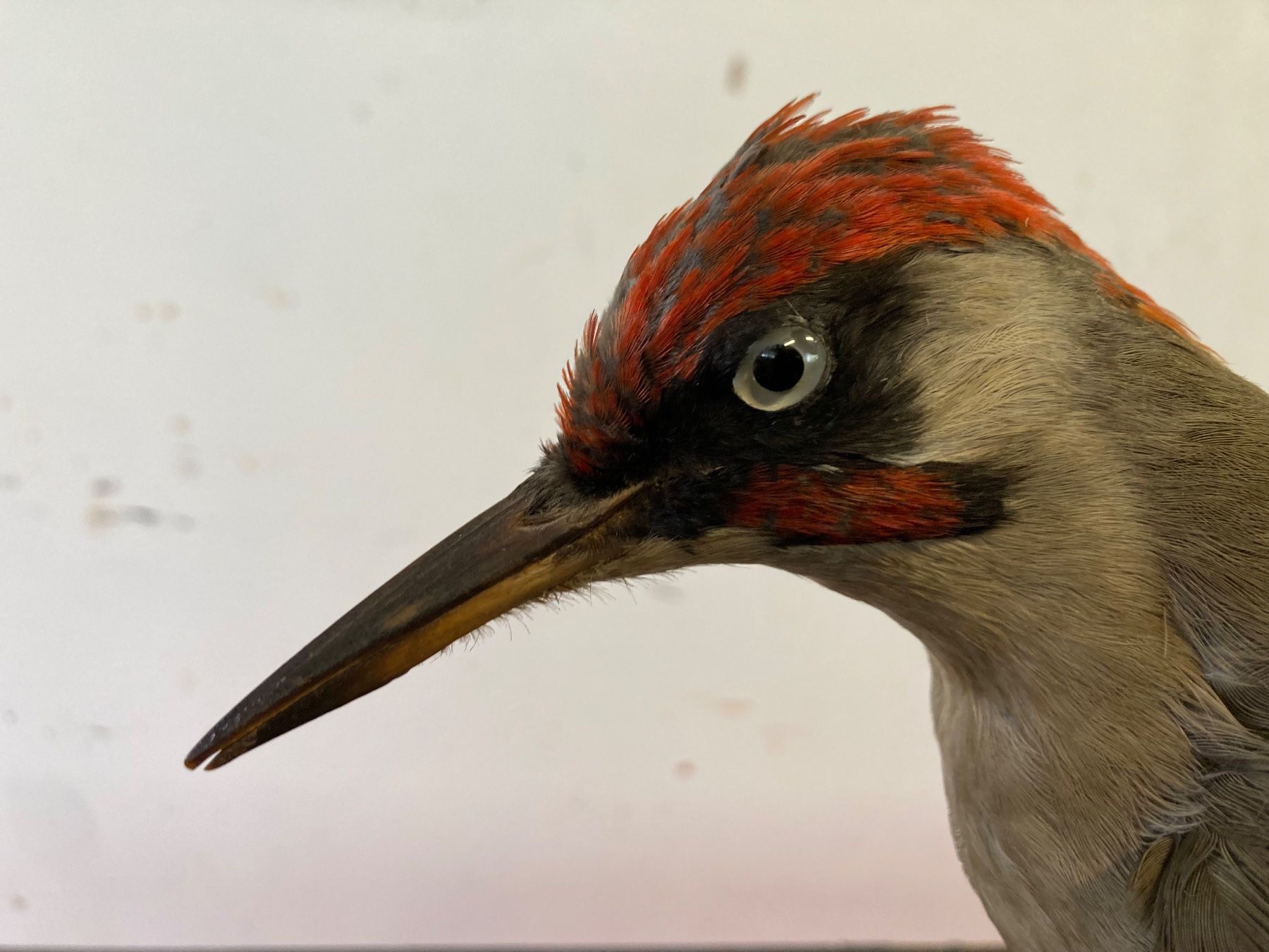 Il mondo degli animali: Präparierter Grünspecht – Usato da Grosswangen venduto da arum01 5