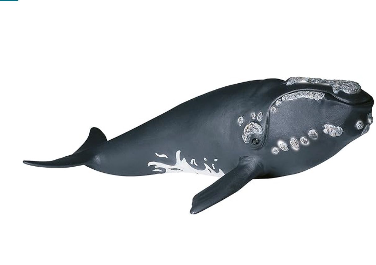Schleich Giocattoli: Schleich 17092 Atlantik Nordkaper – Nuovo e nell'imballaggio originale da Wagenhausen venduto da Svema