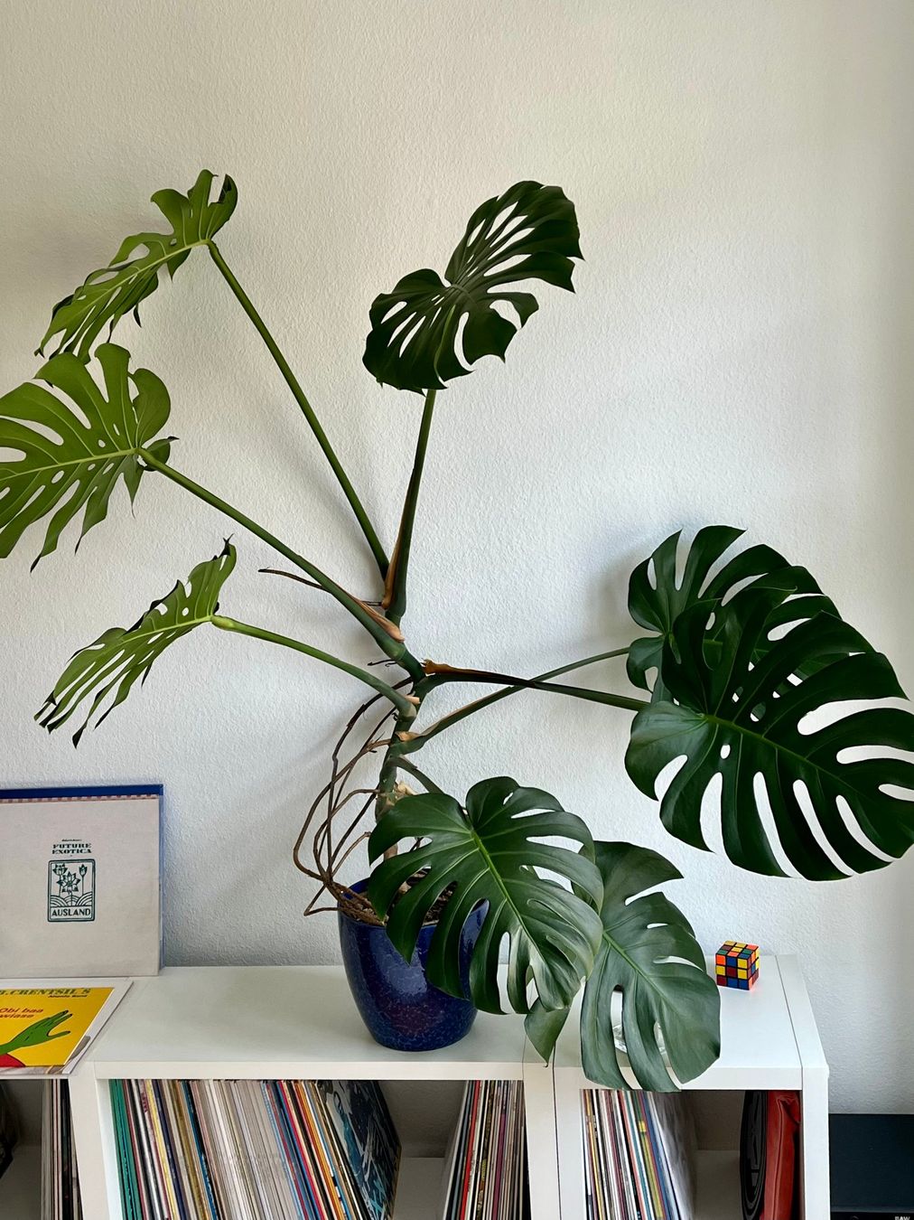 Piante & sementi: Monstera Deliciosa – Usato da Basel venduto da lil_x2rf 2