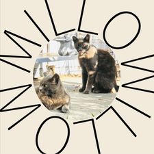 Profile image of millowillow
