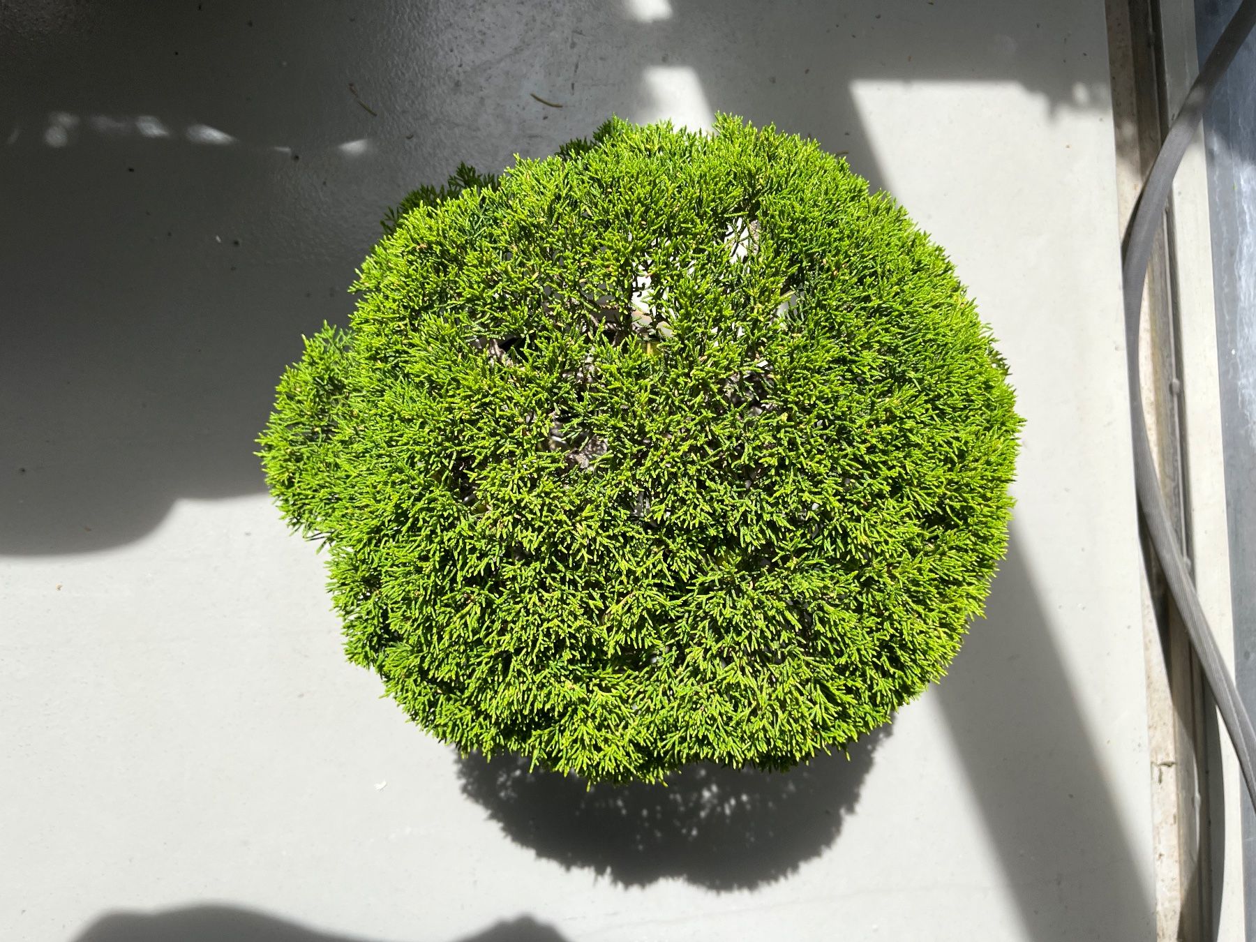 Piante & sementi: bonsai shoin, juniperus chinesis itoigawa – Usato da Lengnau BE venduto da Meij 9