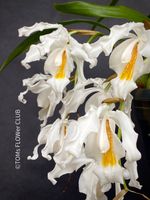 COELOGYNE CRISTATA - duftende Orchidee - Schönheit in weiss