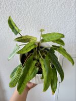 🌱 Alocasia Lauterbachiana Variegata – Rhizome 🌱 