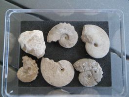 Fossil Schweiz