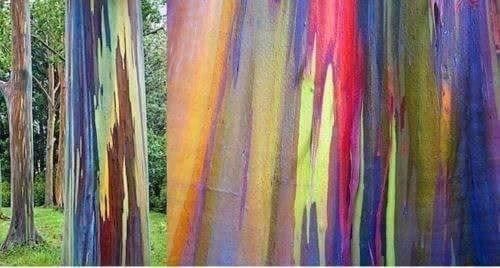 Piante & sementi: EUCALYPTUS ARC-EN-CIEL !   100g – Nuovo (secondo la descrizione) da Bremblens venduto da FIBONACCI369 2