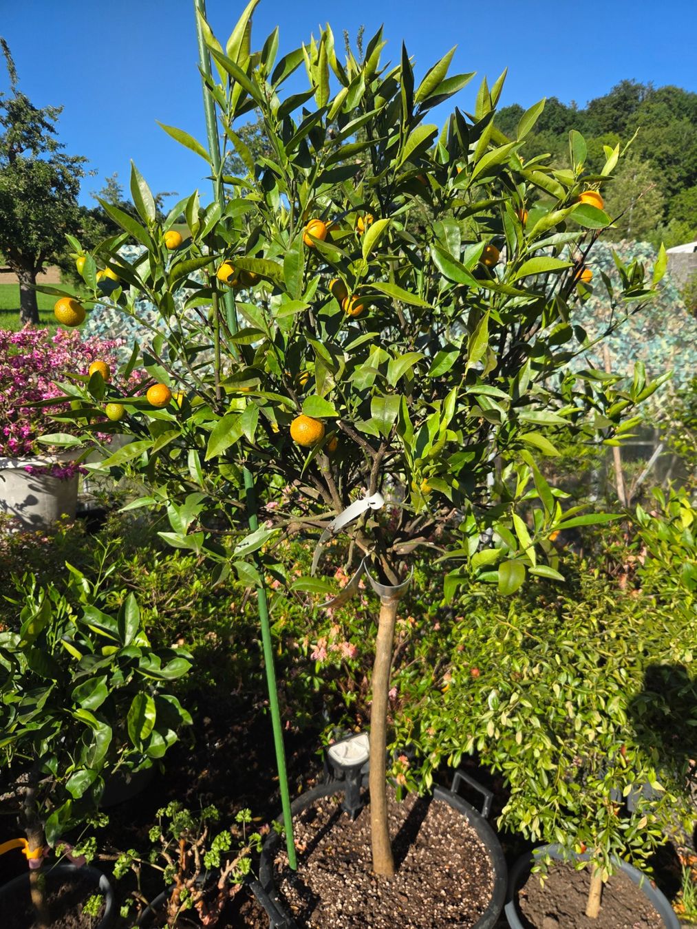 Pflanzen & Samen: zitrus clementine baum 1m80 – Gebraucht aus Unterlunkhofen von tomnova 2