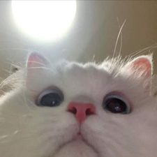 Profile image of Slashi
