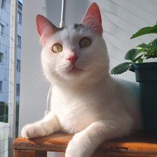 Profile image of Sunny0815.