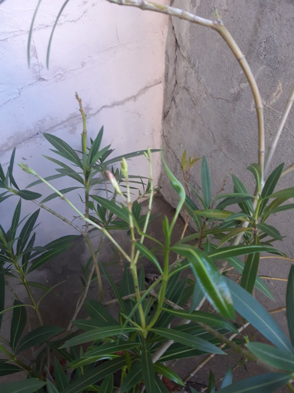 Piante & sementi: Oleander gross ohne Topf – Usato da Feuerthalen venduto da tanatha_st 1