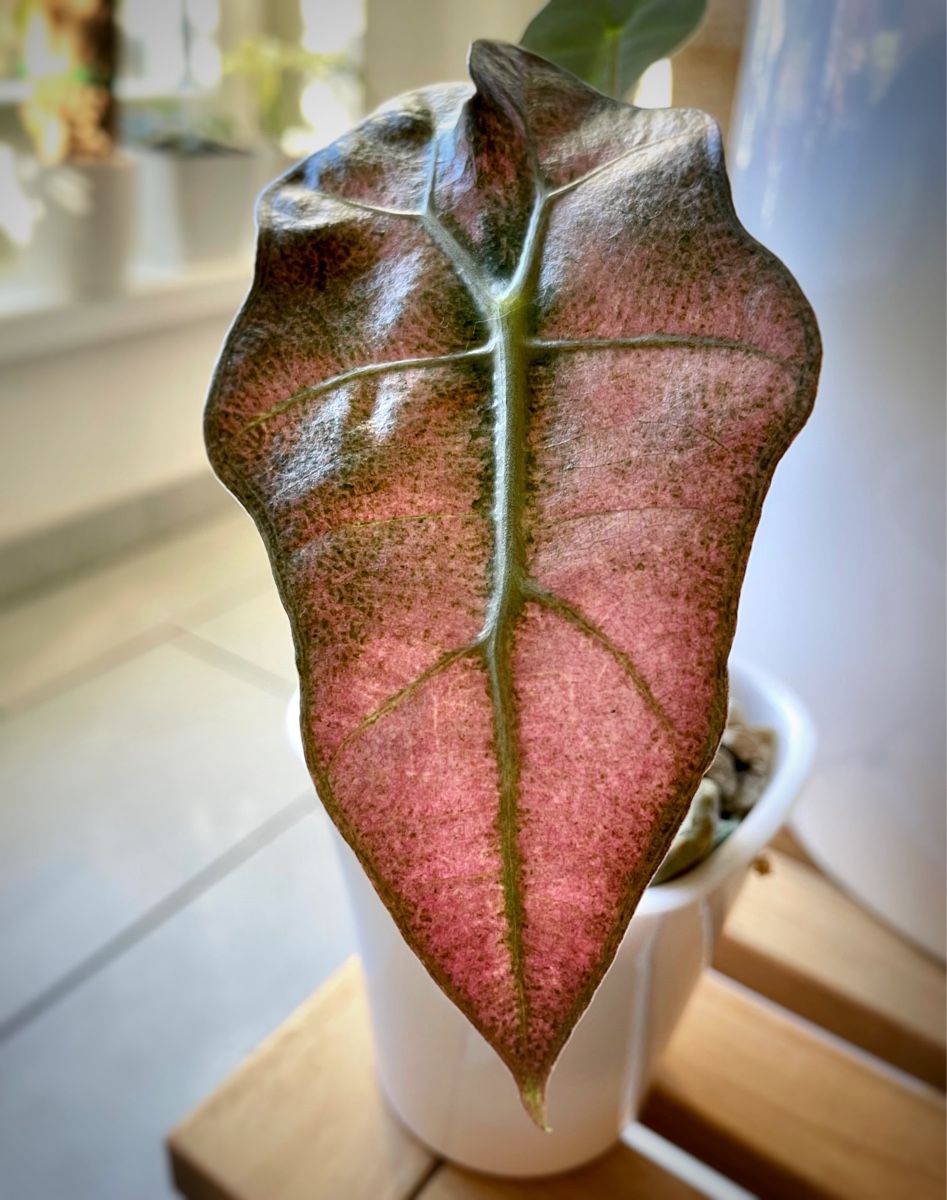 Pflanzen & Samen: Alocasia Polly Mint Pink Variegata – Neu (gemäss Beschreibung) aus Watt von anics.plants