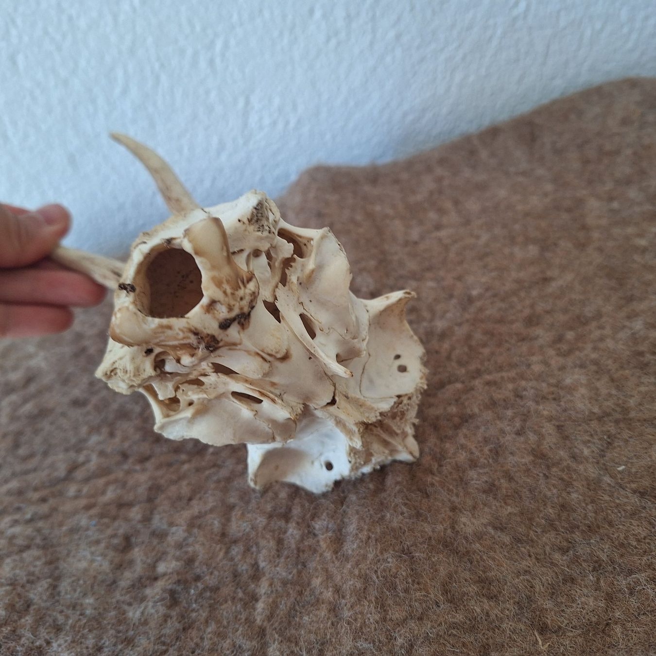 Altre raccolte & rarità: Tierschädel (2) – Usato da Winterthur venduto da ric_rl7n 6