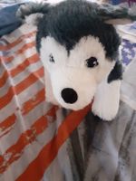 Plüschtier Hund Husky guter Zustand