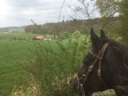 Western Sidepull mit Zügeln und Lammfell-Nasenpolster
