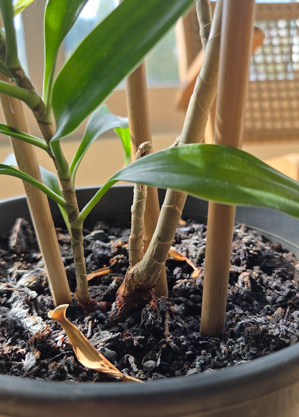 Plantes & graines: Drachenbaum (ca. 62cm) – D'occasion à Zürich par wile_coyote 5