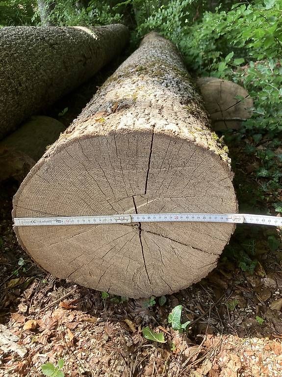 Holzartikel: Eschenstämme – Gebraucht aus Schalchen von kel_xr7s 3