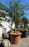 Birne Baum Blumen Pflanzen Topf Blumentopf Pflanzentopf