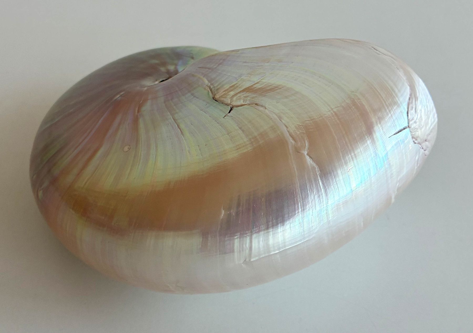 Fossilien: Nautilus / Perlboote – Gebraucht aus Bäretswil von robsonantik 2