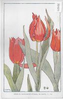 Tulpen - Künstler: Attinger