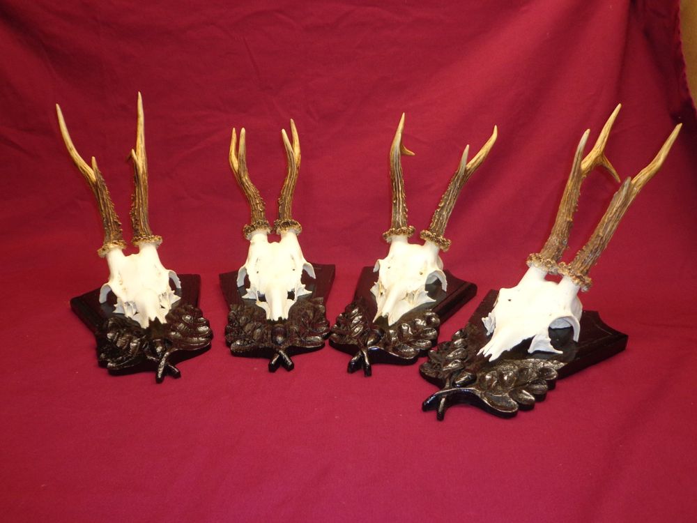 Reh, Geweihe, Trophäe, Horn, Dekoration, Jagd Abwurfstangen (Neu ...