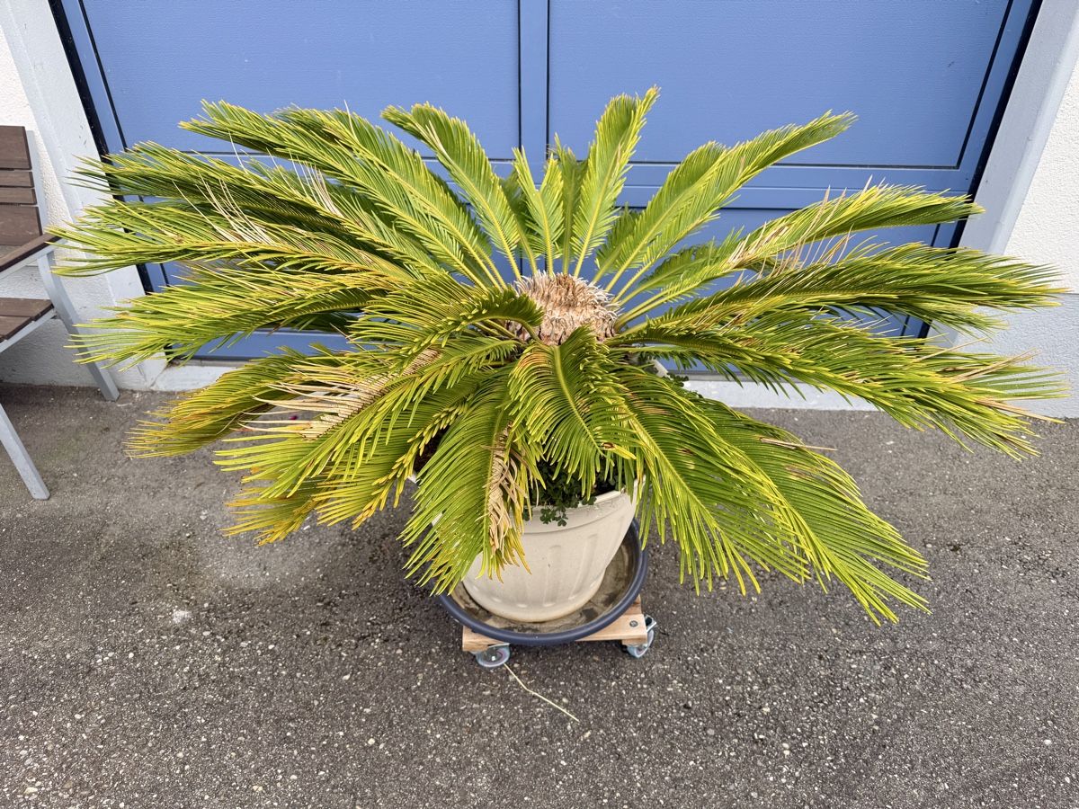 Piante & sementi: Ananas Palme – Usato da Matzendorf venduto da Glubsch 1