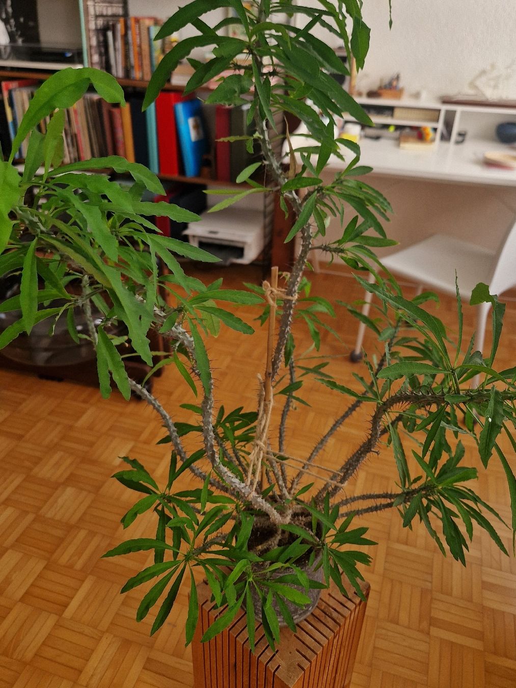 Piante & sementi: Kaktus Euphorbia – Usato da Zürich venduto da katinkalinka 2