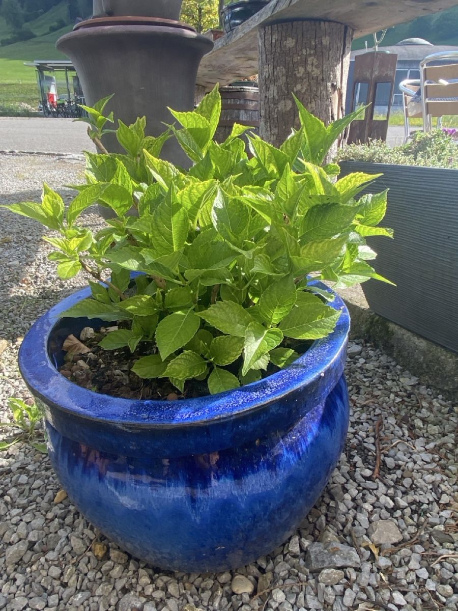 Pflanzen & Samen: Garten  – Gebraucht aus Krummenau von Schmudel 1
