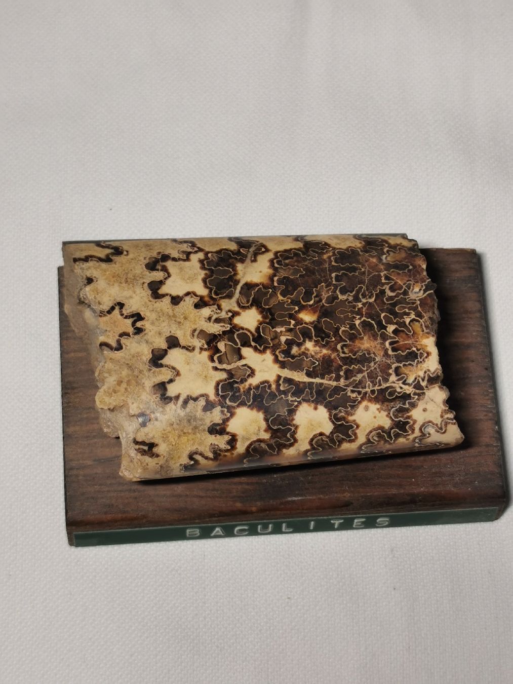 Fossili: Baculites fossil – Usato da Basel venduto da Treasurehunter 2