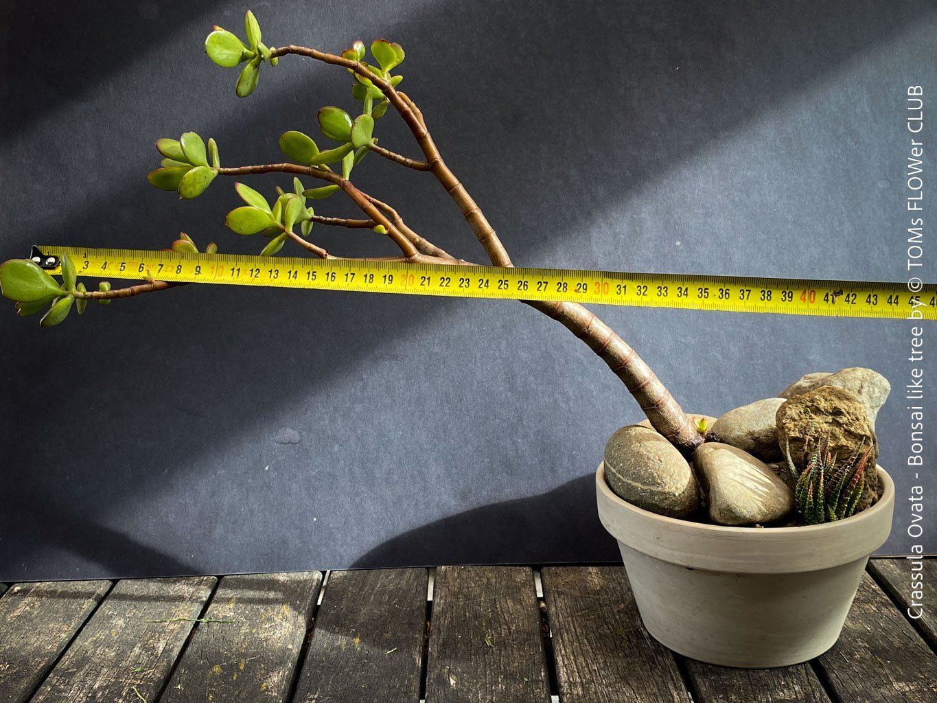 Piante & sementi: Crassula Ovata – Bonsai - Geldbaum – Usato da Adliswil venduto da TAKEYOURPLANT 8