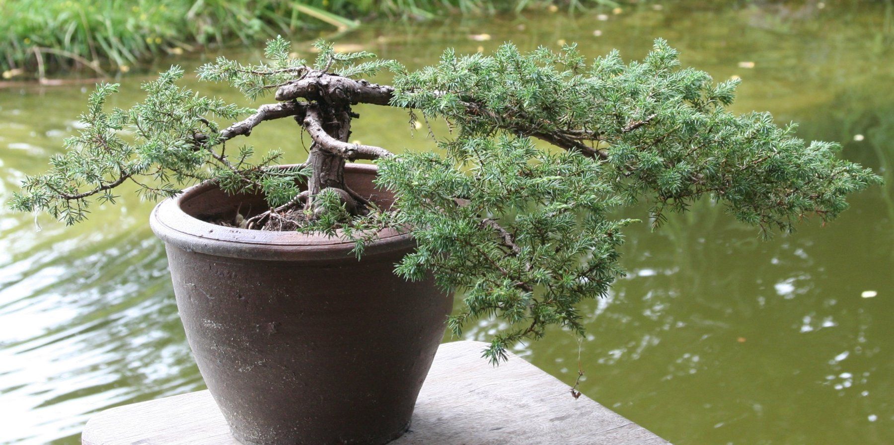Plantes & graines: BONSAI  -  Kriechwacholder – D'occasion à Gretzenbach par Sikim 5