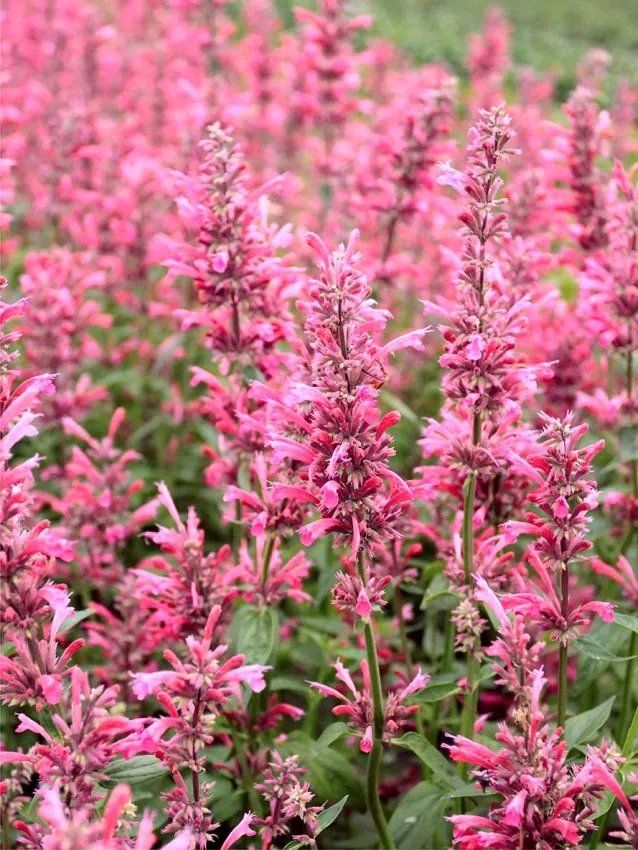 Piante & sementi: Hellrote Bergminze - Agastache cana - 50 Samen – Nuovo e nell'imballaggio originale da Sumiswald venduto da Cham14559 1