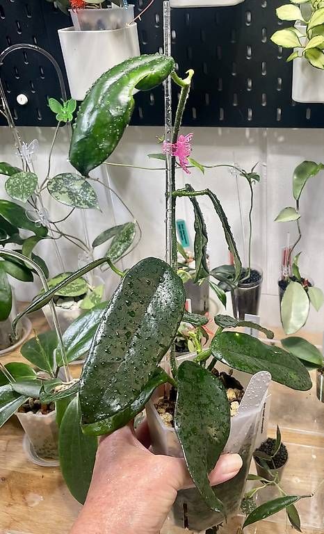 Plantes & graines: Hoya villosa – D'occasion à Schönholzerswilen par Leavylounge 1
